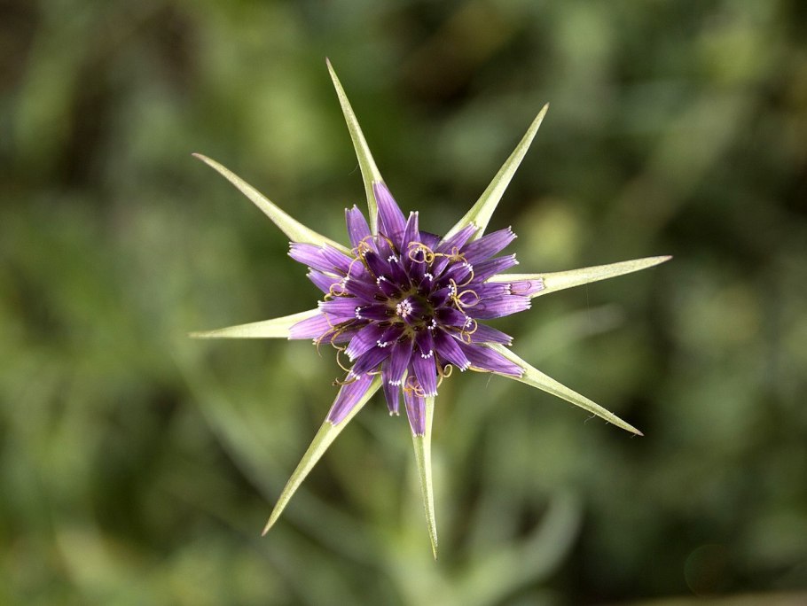Tragopogon orientalis