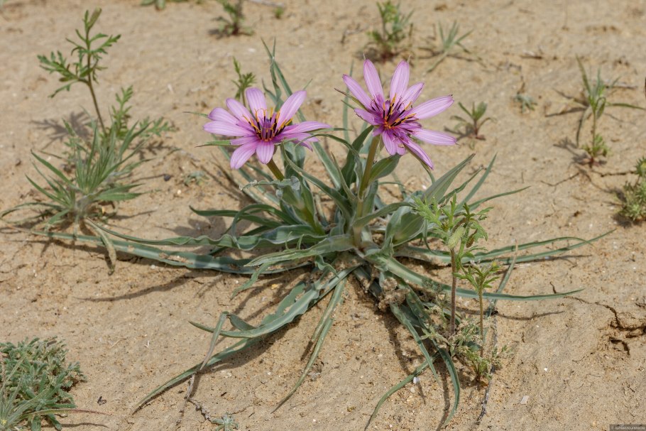 Tragopogon porrifolius