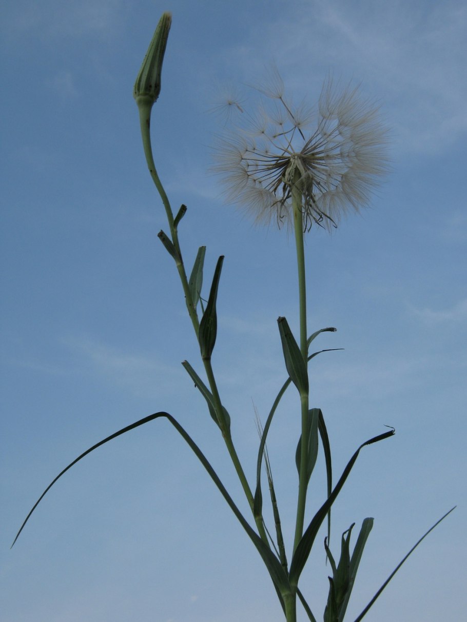 Tragopogon porrifolius
