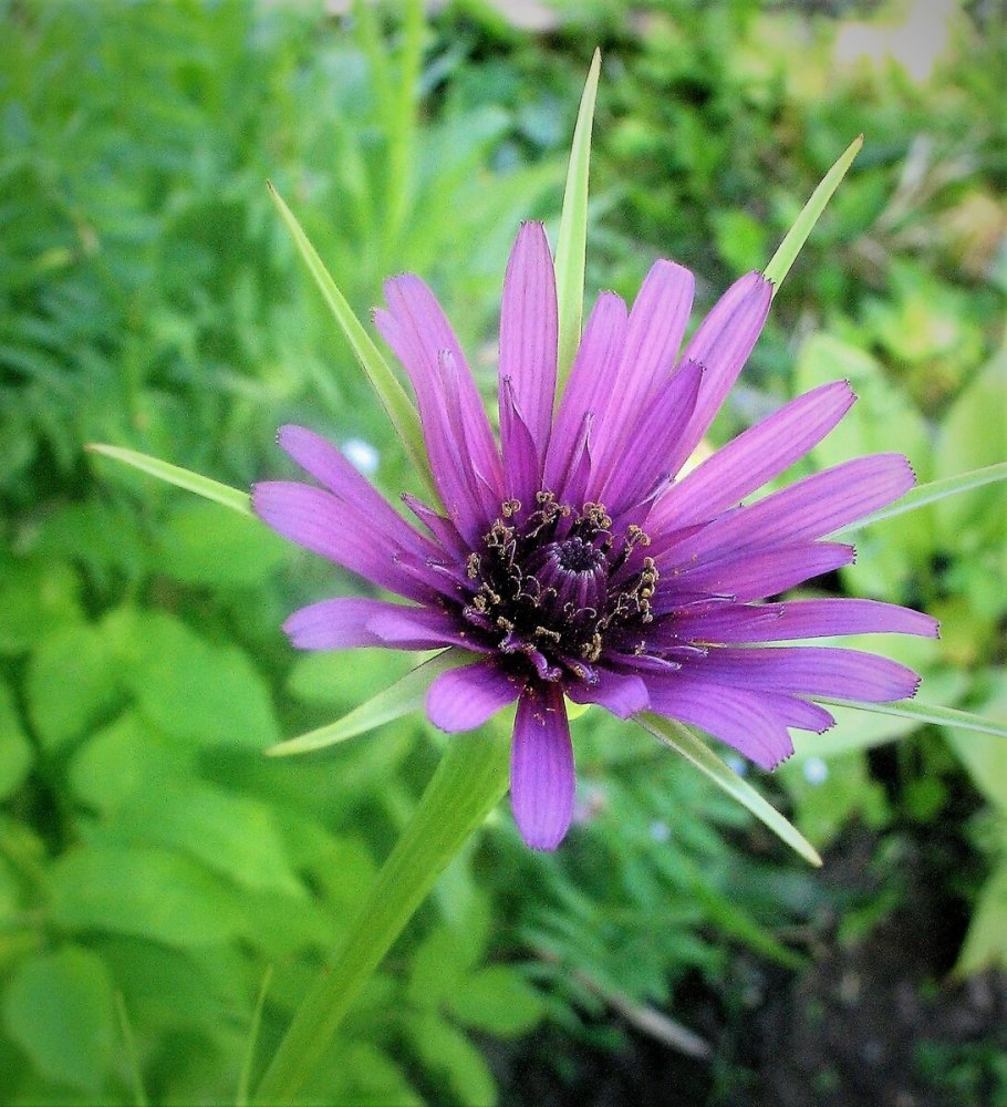 Tragopogon porrifolius