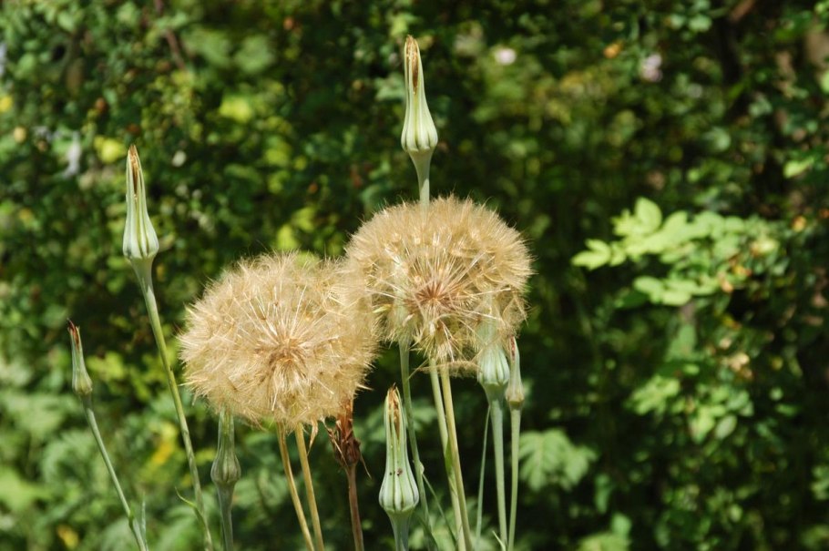 Козлобородник Приморский край