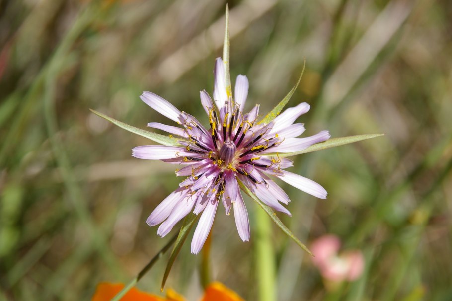 Tragopogon porrifolius