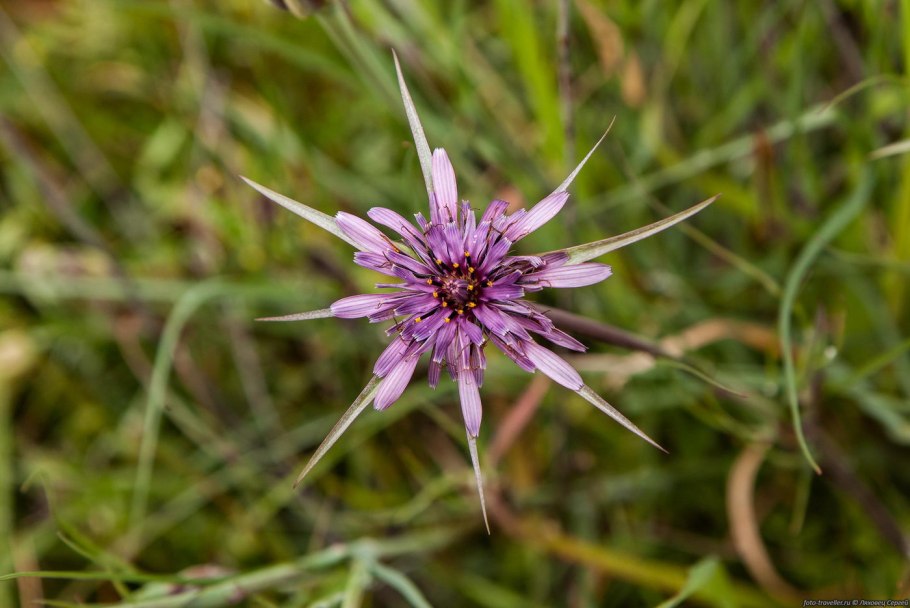 Tragopogon porrifolius