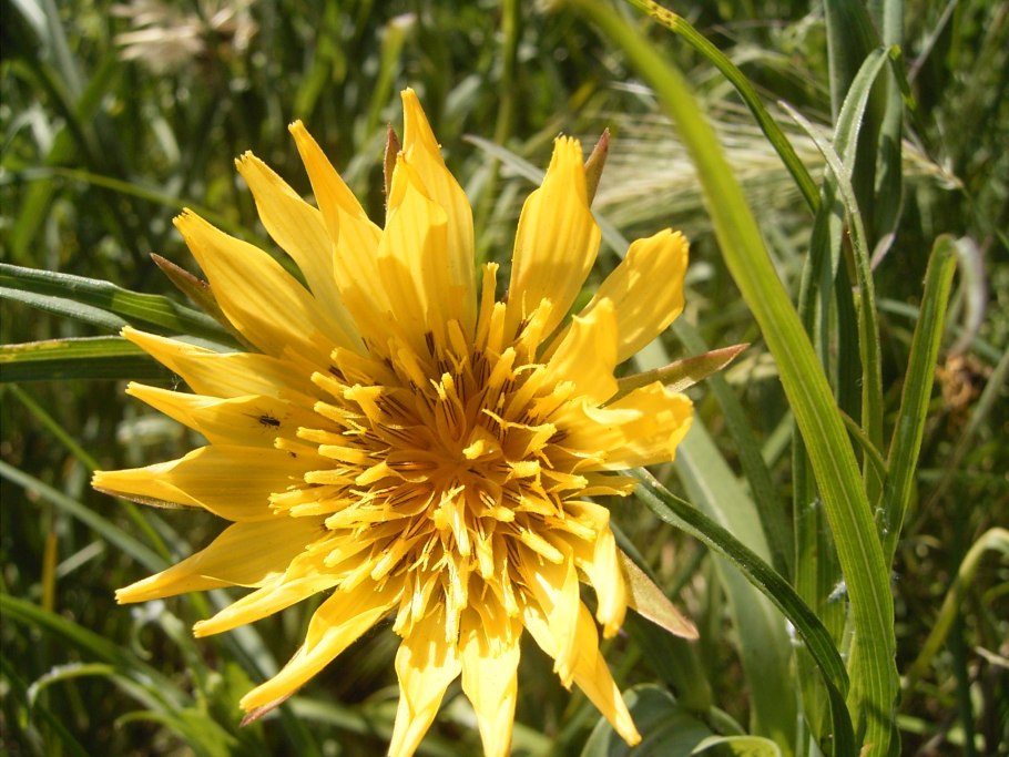 Козлобородник окаймленный