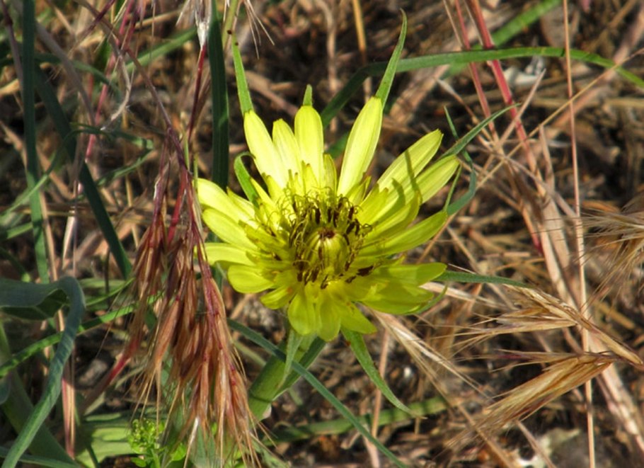 Tragopogon porrifolius