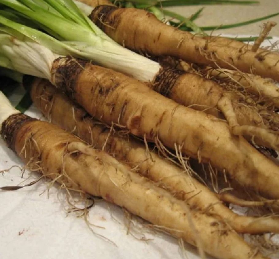 Козлобородник Луговой — Tragopogon pratensis l.