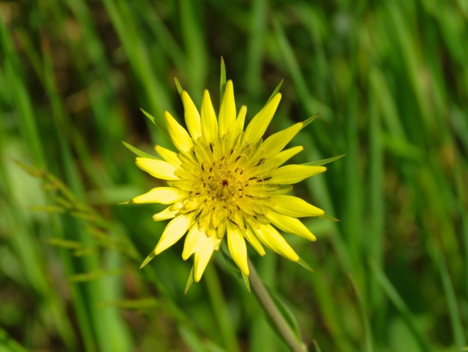 Tragopogon pratensis