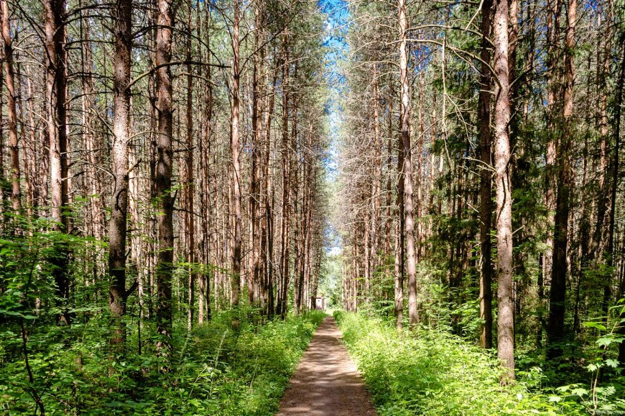 Сосновая лесополоса