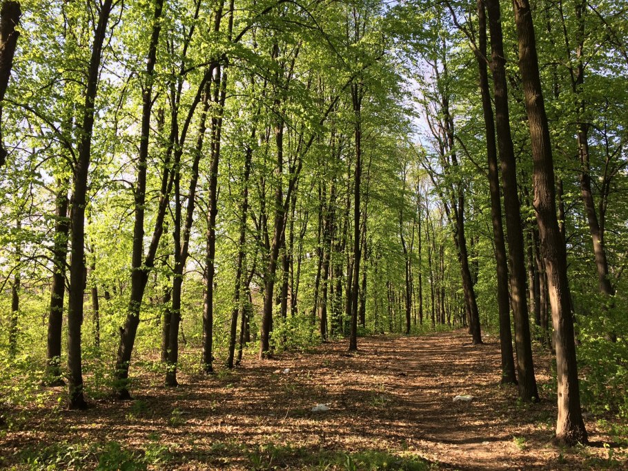 Лесополоса, насаждения, Лесной массив