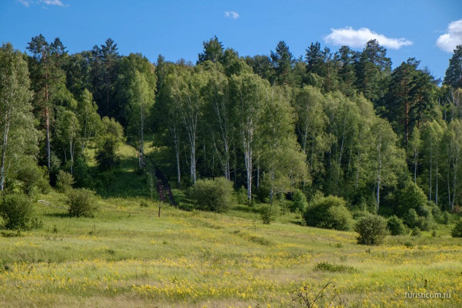 Посадка саженцев сосны на деляны