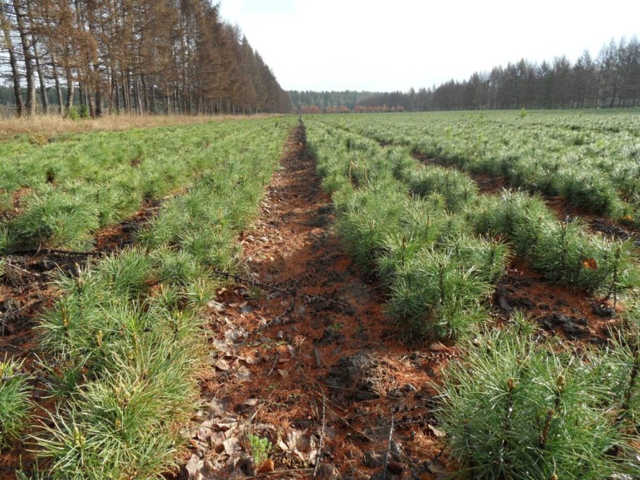 Лесопитомник хвойных деревьев в Европе