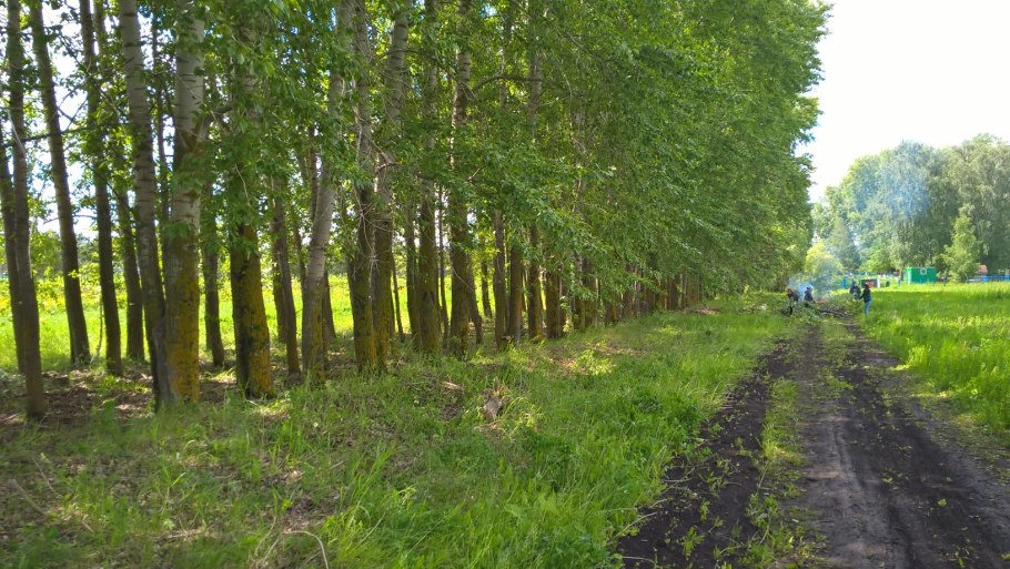 Лесопосадка фото