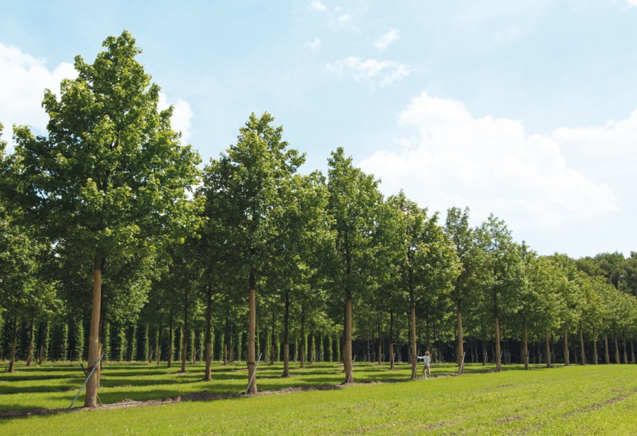 Лесовосстановление Гари