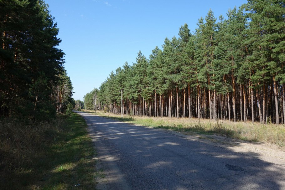 Полезащитная полоса в лесу
