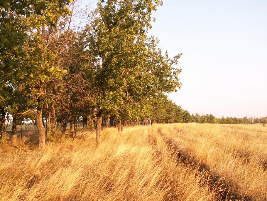 Лесополосы Бранденбург Германия