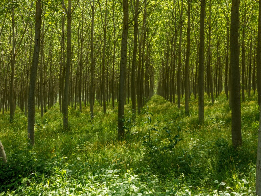 Растения на лесопосадки