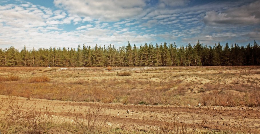 Лесополоса, насаждения, Лесной массив