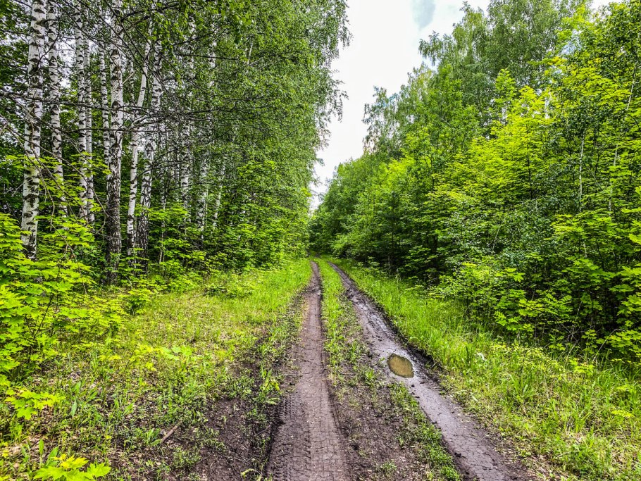 Сосновый Бор и еловый Бор