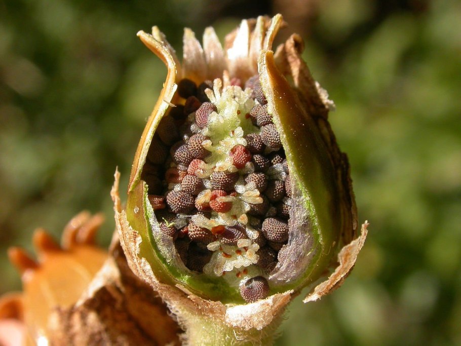 Фруктовый букет в шляпной коробке