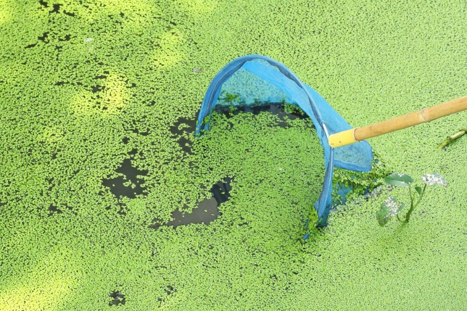 Очистка водоёмов от водорослей