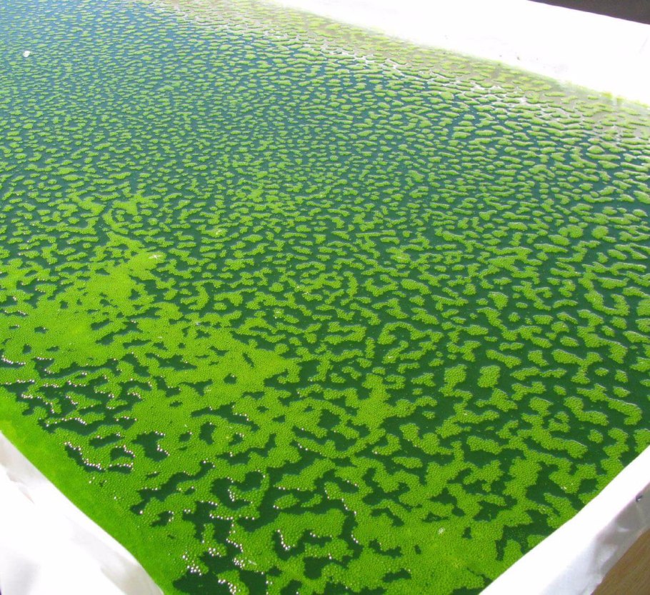 Цианобактерии биотопливо