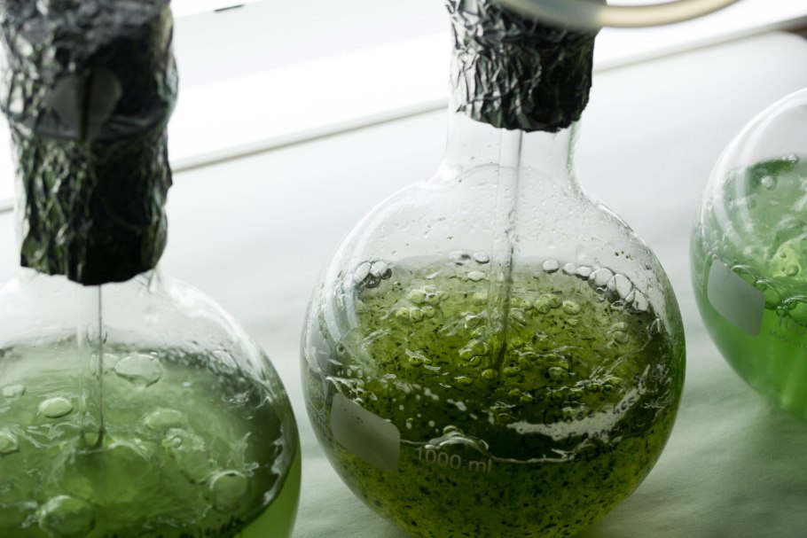 Микроводоросли биотопливо