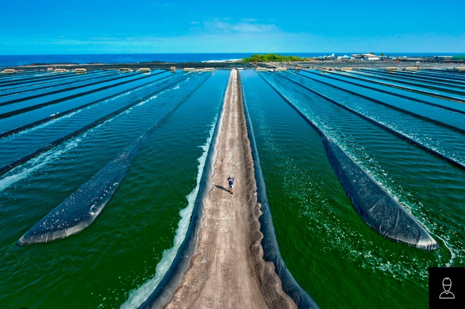 Микроводоросли спирулина