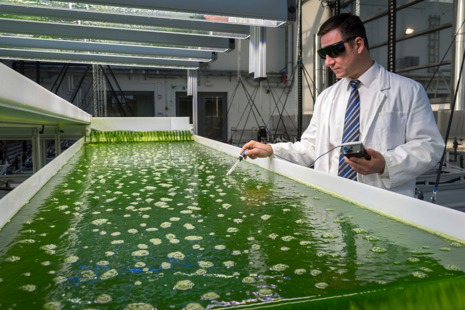 Культивирование водорослей