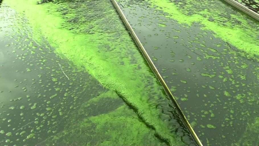 Водоросли для очистки воды в водоемах