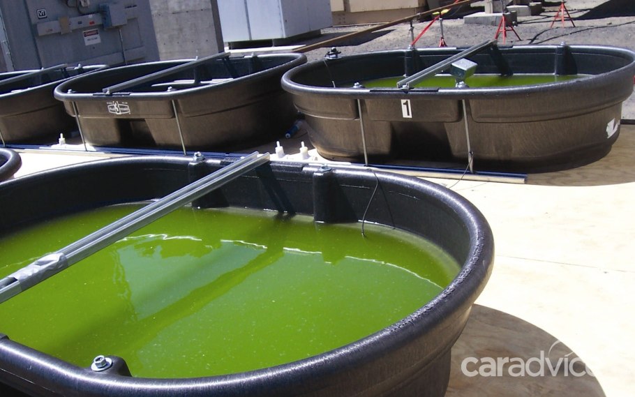 Биотопливо хлорелла