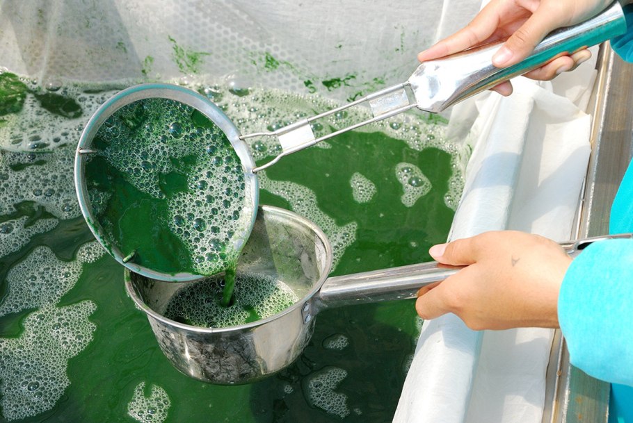 Как выращивают спирулину