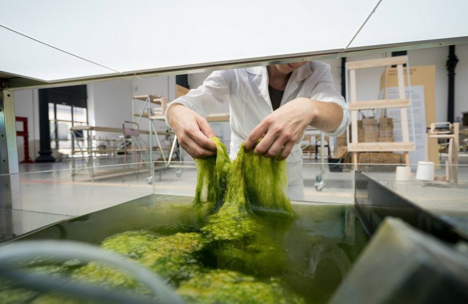 Водоросли в биотехнологии