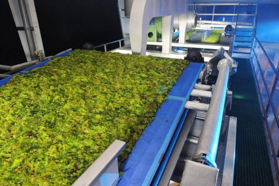 Водоросли для биотоплива