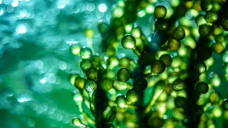 Макро хлорелла