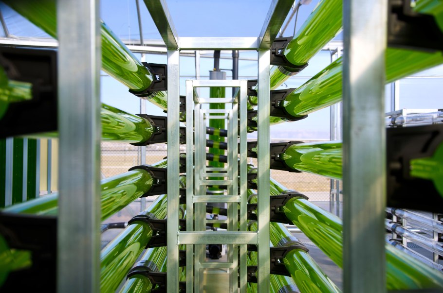 Микроводоросли биотопливо