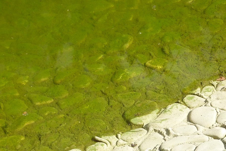 Зеленые водоросли в пруду