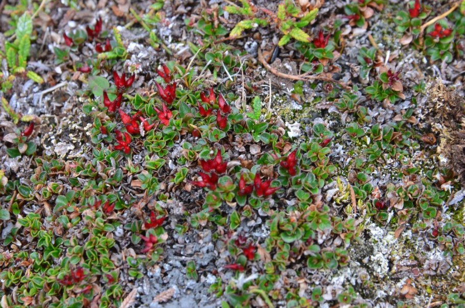Эндемики Камчатки Ива красноплодная