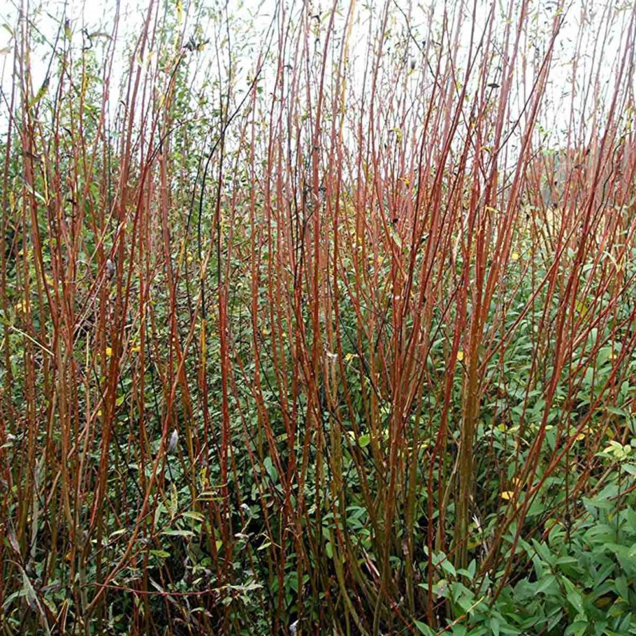 Рябина обыкновенная Sorbus aucuparia