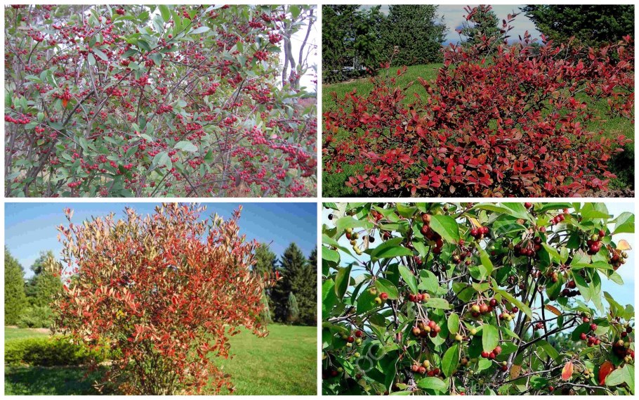 Арония красноплодная фото