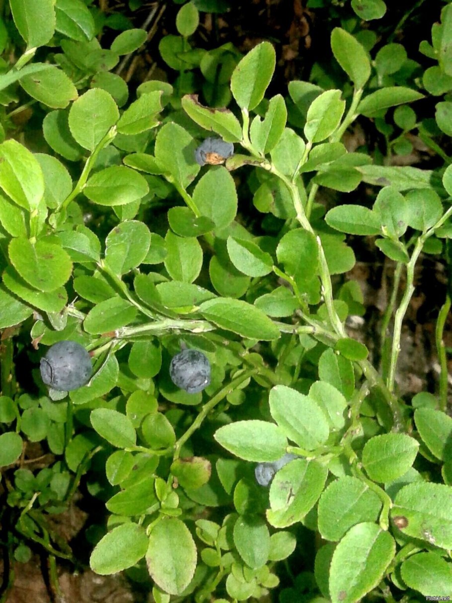 Панкратий ягодник (черничный день)