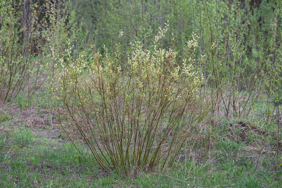 Salix fuscescens