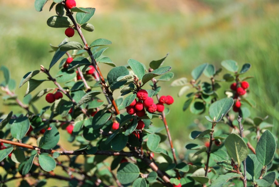 Кизильник черноплодный
