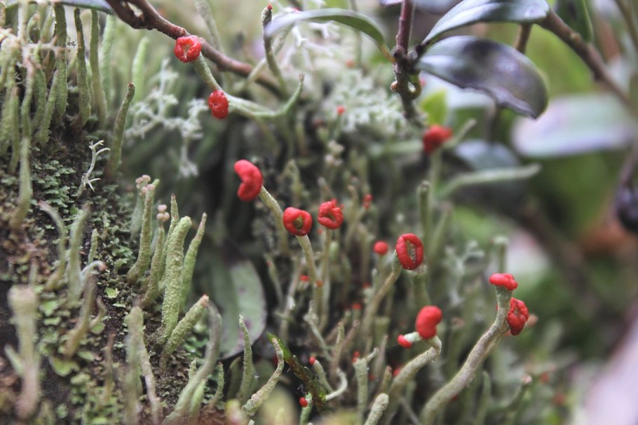 Ива с кудрявыми листьями