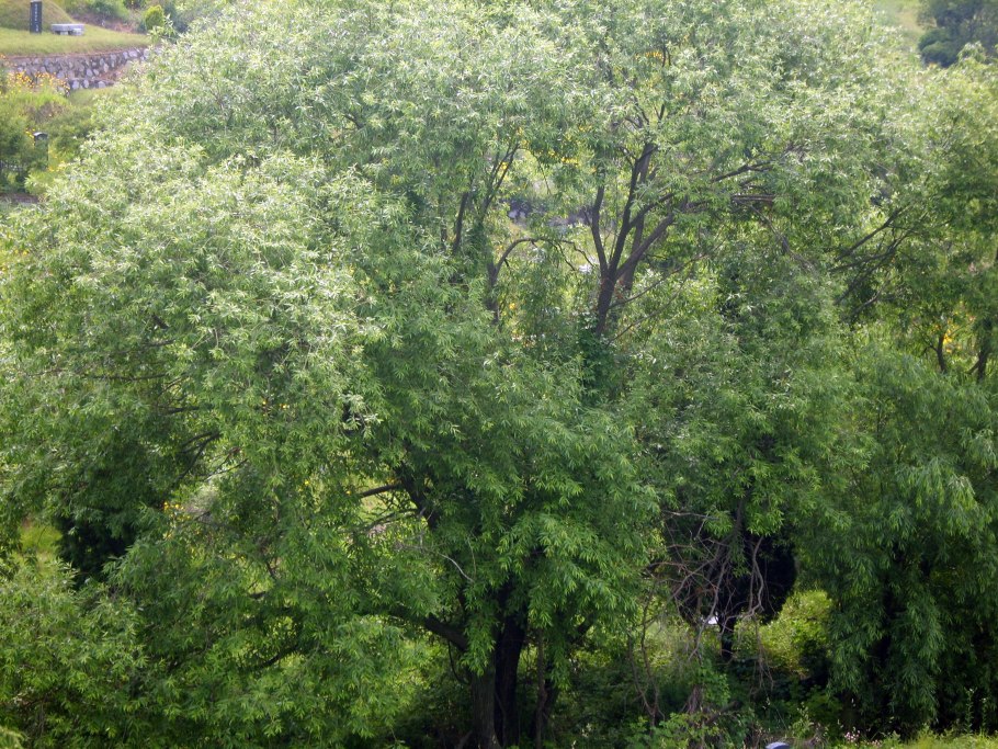 Ива сетчатая