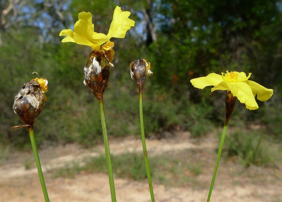Растение ксирис Википедия