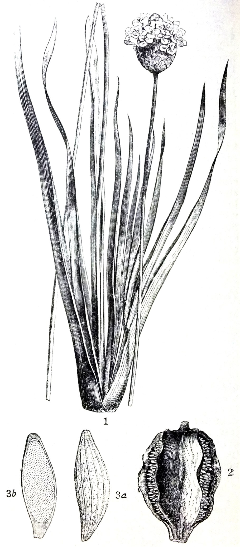 Трава желтый глаз