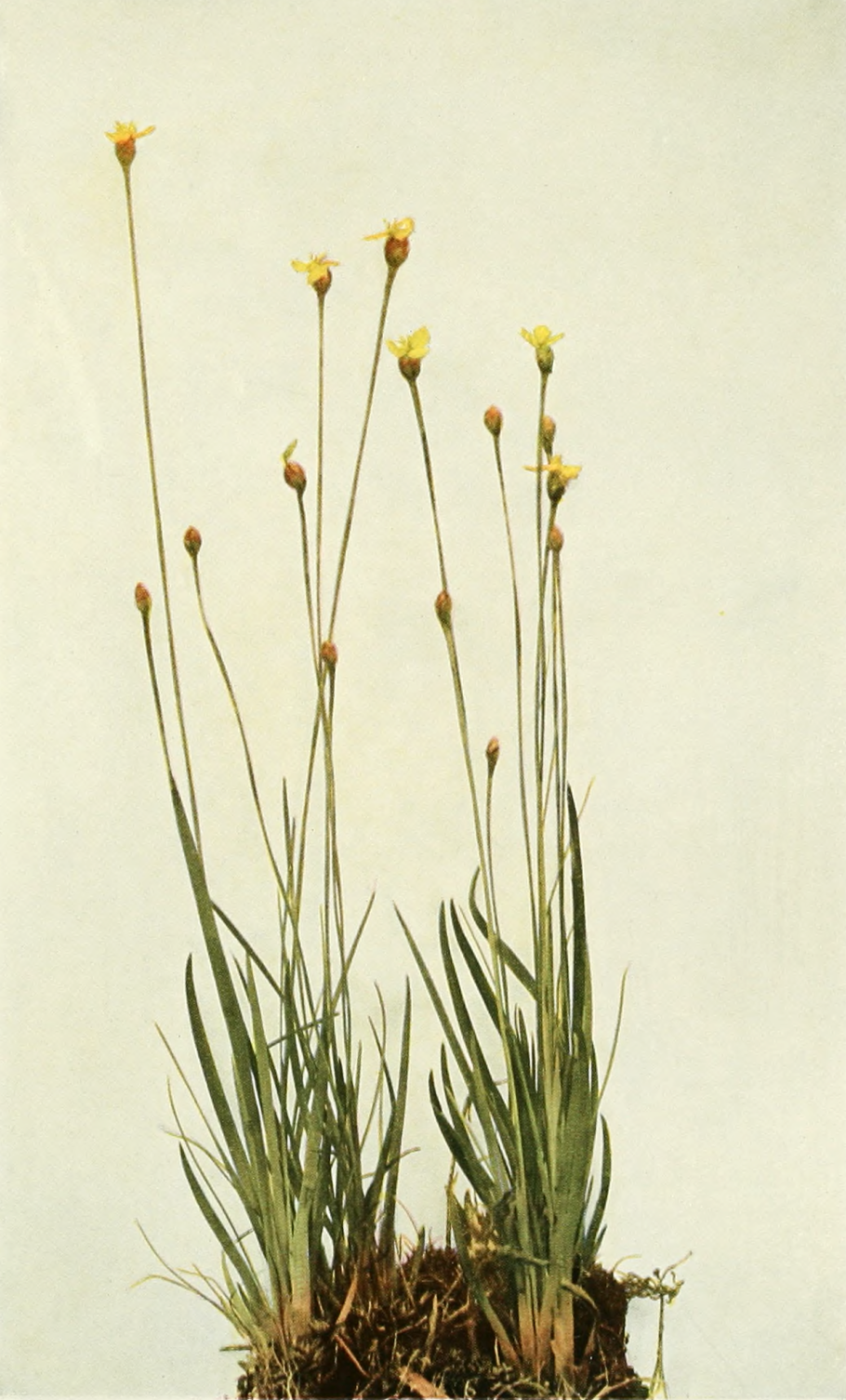 Остаток ложный цветок