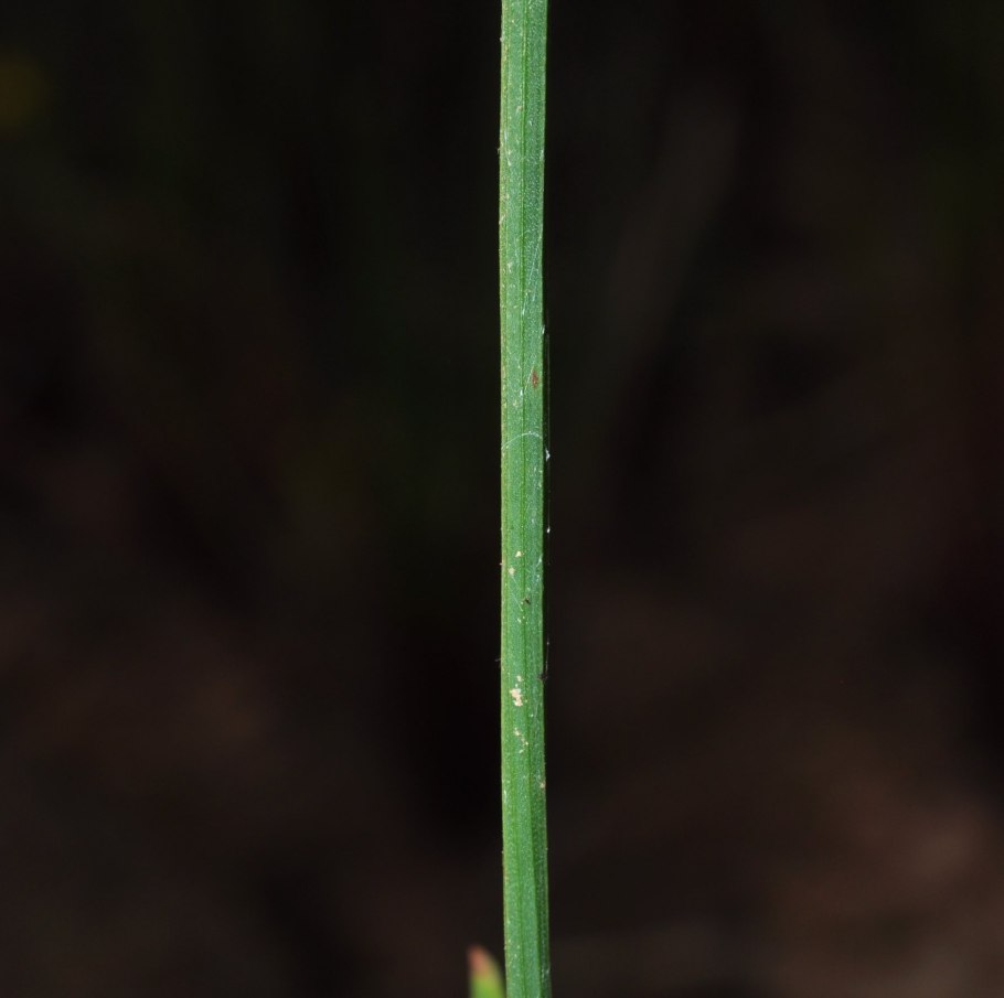 Leptogromia operculata Вики