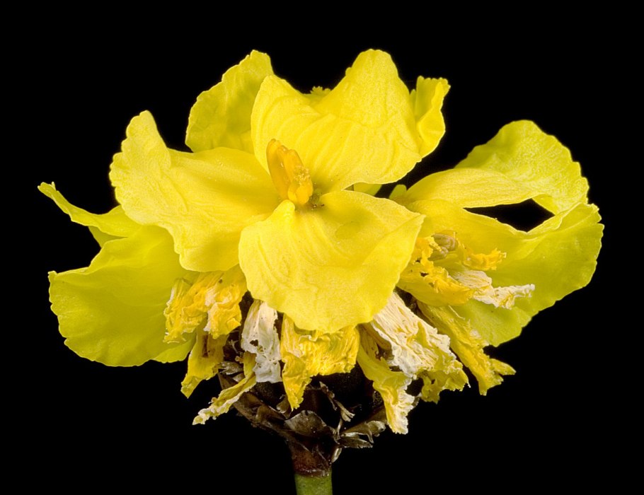 Архитектура ОС дрона