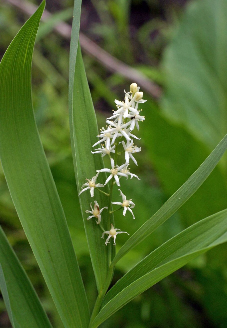 Xyridaceae